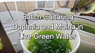 Batch Culturing Daphnia and Moina in Live Green Water [upl. by Norrahc]