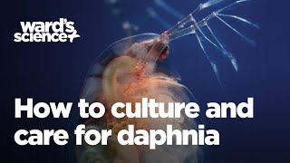 Caring and Culturing for Daphnia [upl. by Geminius632]