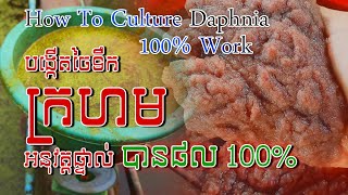 Tutorial how to culture daphnia​ real show  របៀបបង្កើតចៃទឹកក្រហមដោយអនុវត្តផ្ទាល់  Daphnia culture [upl. by Gelasius]