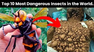 10 Most Deadliest Insects In The World  dangerousinsects [upl. by Naerad335]