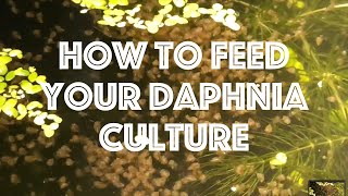 How To Feed Your Daphnia Culture [upl. by Llerrot]