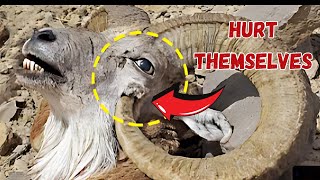 The Most Shocking Ways Animals Intentionally Harm Themselves [upl. by Enicul776]