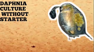 HOW TO CULTURE DAPHNIA NATURALLY WITHOUT A STARTER [upl. by Elianore569]