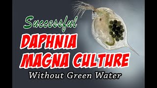 How to Cultue Daphnia Magna the Easy Way [upl. by Farrell]