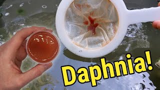 How I Culture Daphnia In Outdoor Tubs [upl. by Sisely]