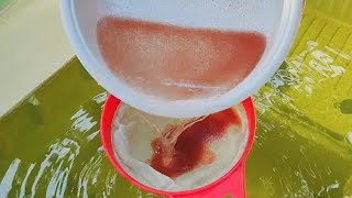 How to culture daphnia  Daphnia culture  How to grow daphnia outdoor [upl. by Sifan]