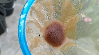 How to culture daphnia moina in a small container Part 1 English Subtitle [upl. by Cuda847]