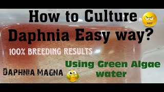 Daphnia MagnaHow to Culture Daphnia Easy wayCulturing Daphnia using Green water Daphnia [upl. by Labinnah983]