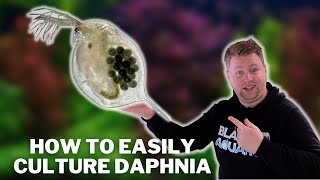 Great Live Fish Food  How to Easily Culture Daphnia  Water Fleas and What to Avoid [upl. by Frulla905]