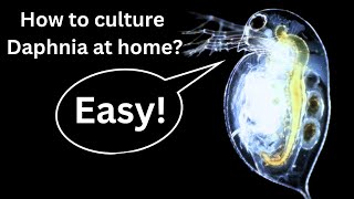 BEST Live Fish Food Beginner guide How to Culture Daphnia at home [upl. by Llennol917]