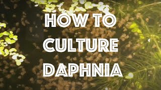 How To Culture Daphnia Magna [upl. by Fabrienne]