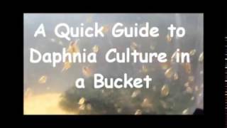 How to culture daphnia outside [upl. by Whale692]