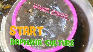 How to culture daphnia moina the easy way 1  Starting the Daphnia culture [upl. by Eimorej]