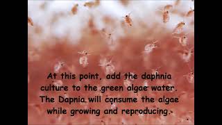 Daphnia  How to grow daphnia in your home [upl. by Photima]