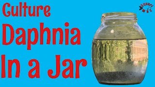 How to Culture Daphnia in a Jar [upl. by Iemaj864]