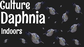 How to Culture Daphnia [upl. by Malachy144]