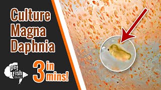 How to culture DAPHNIA MAGNA  The easy way [upl. by Barbe]