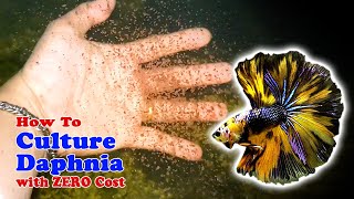 How to Culture Daphnia with ZERO Cost  Unlimited Live Food For Our Fish [upl. by Alakam]