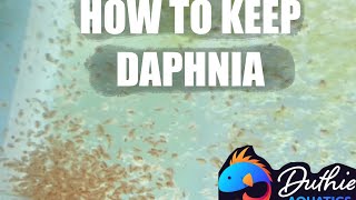 How to do a Daphnia Culture [upl. by Schreib]