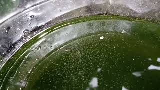 DAPHNIA MOINA CULTURE IN A SMALL BUCKET [upl. by Inittirb316]