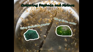 How To Culture Daphnia and Moinas using Green Water Spirulina powder [upl. by Assirim]